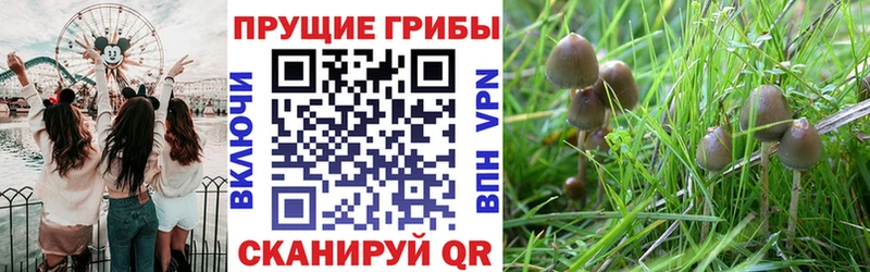 дарк нет как зайти Отрадная Псилоцибиновые грибы MAGIC MUSHROOMS